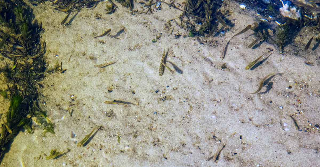 Ešerius – plūdine meškere Ešerius – plūdine meškere