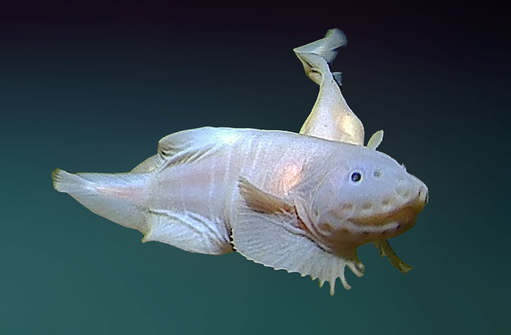 O čia tai bent (39)