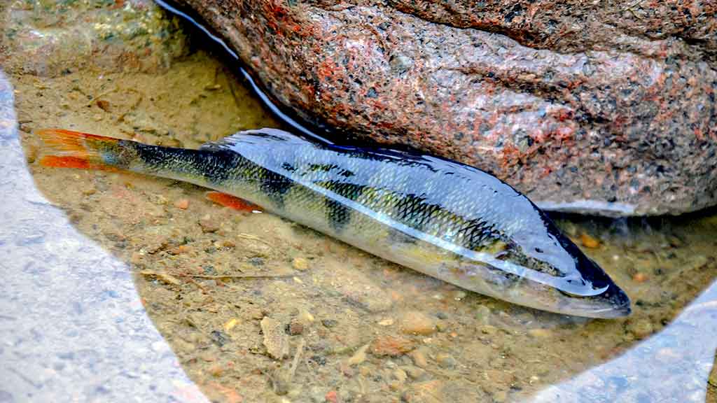 Rėvose su plūdine Rėvose su plūdine