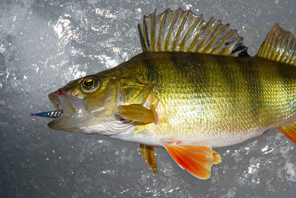 Ant pirmledžio su blizgu