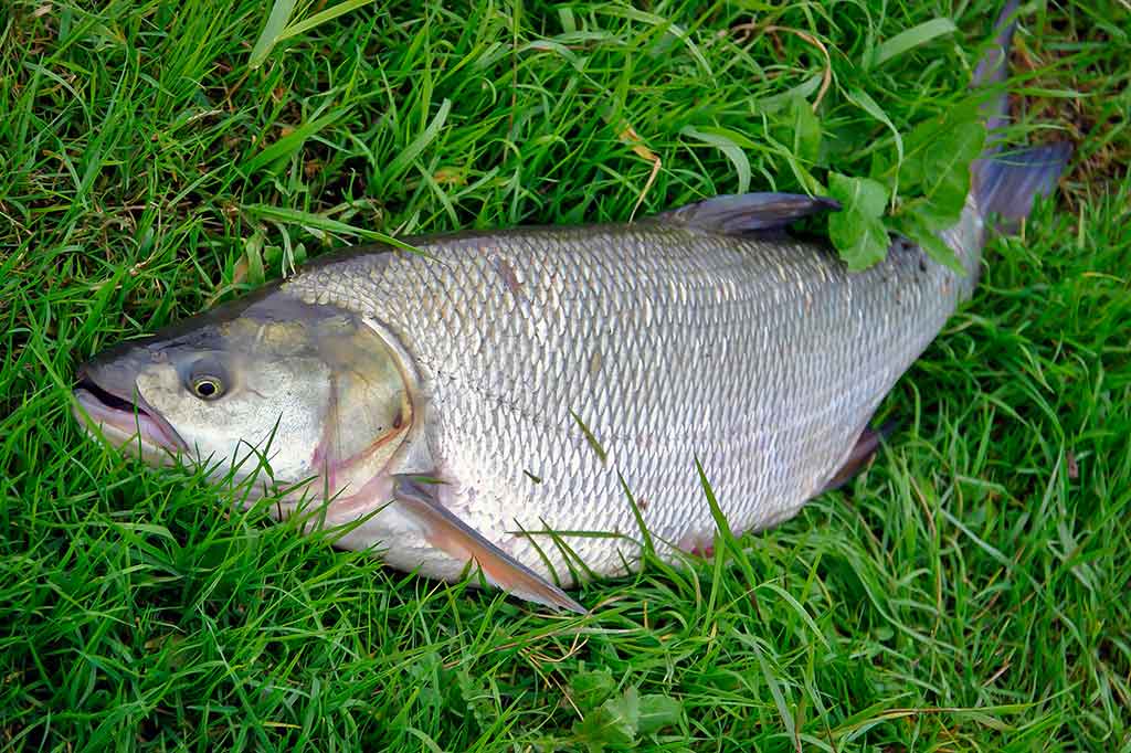 Salačių žūklė indėnų stiliumi Salačių žūklė indėnų stiliumi