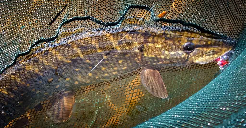 Spininginiai masalai drumstame vandenyje Spininginiai masalai drumstame vandenyje