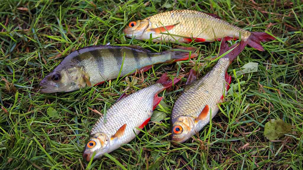 Ar iš balos tas gražumas. Ežerai, kurių beveik niekas neranda