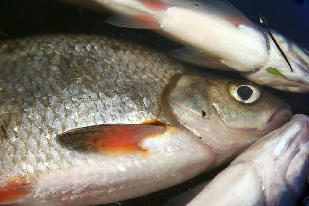 Reabilituokime plūdine upėse. Antra dalis