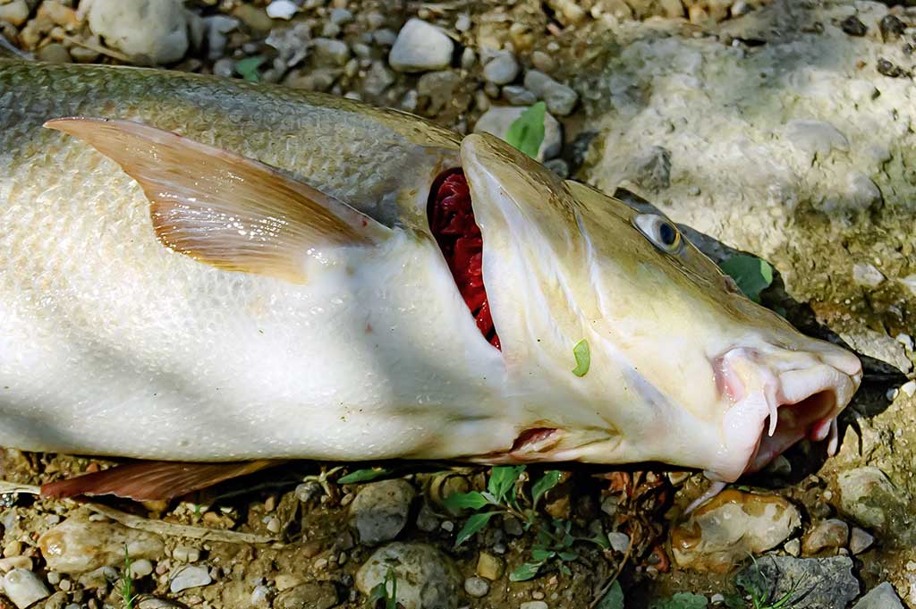 Kaip sutramdyti „arklius“. Pirma dalis Kaip sutramdyti „arklius“. Pirma dalis