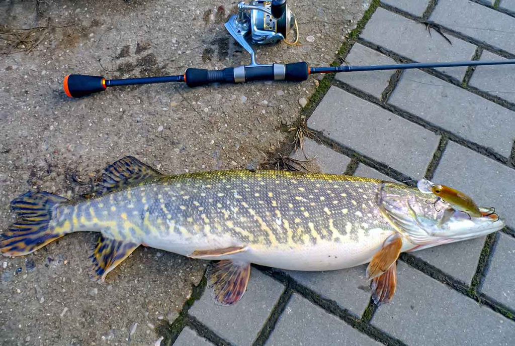 Jei žiemą nori sėkmingai pažvejoti, keliauk į miesto centrą. Pirma dalis Jei žiemą nori sėkmingai pažvejoti, keliauk į miesto centrą. Pirma dalis