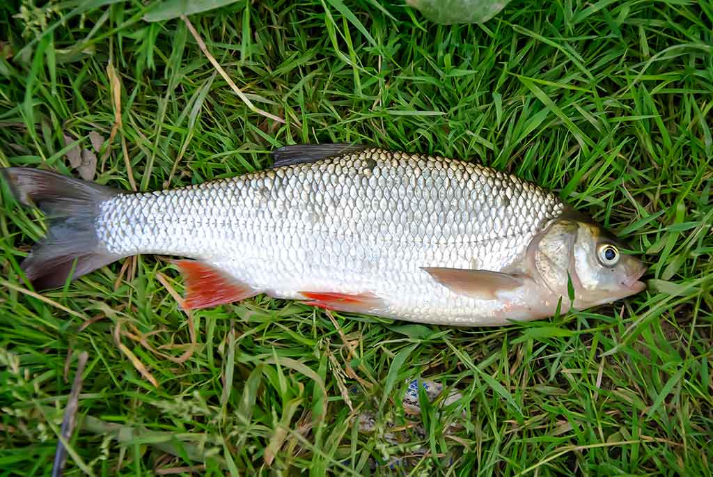 Didelė mažų svarelių reikšmė. Pirma dalis