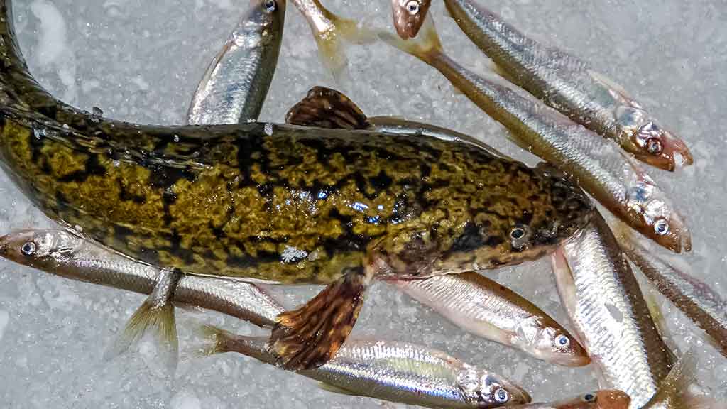 Kuršmarėse kimba ne vien stintos. Pirma dalis