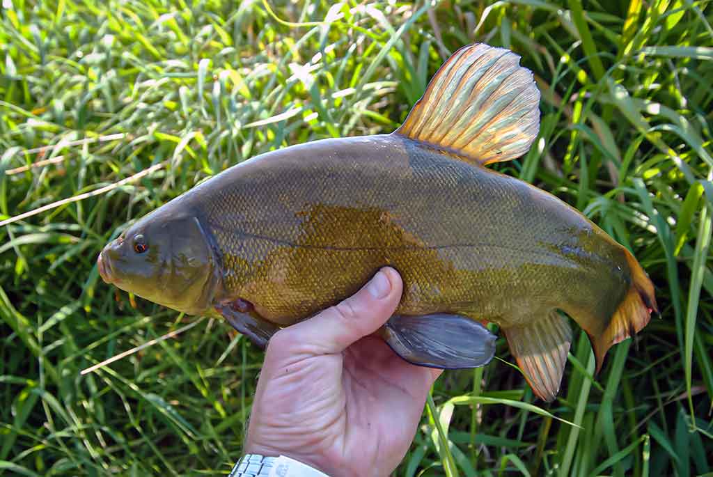 Kaip pagauti lyną? Kaip pagauti lyną?