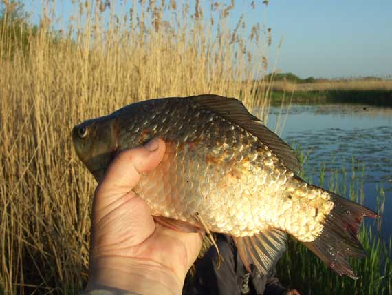 Stambūs marių karosai nedidelėje gelmėje tampa mažiau įtarūs, kai, vilkdami aptiktą masalą, nepajunta perteklinio plūdės ir svarelių masės pasipriešinimo