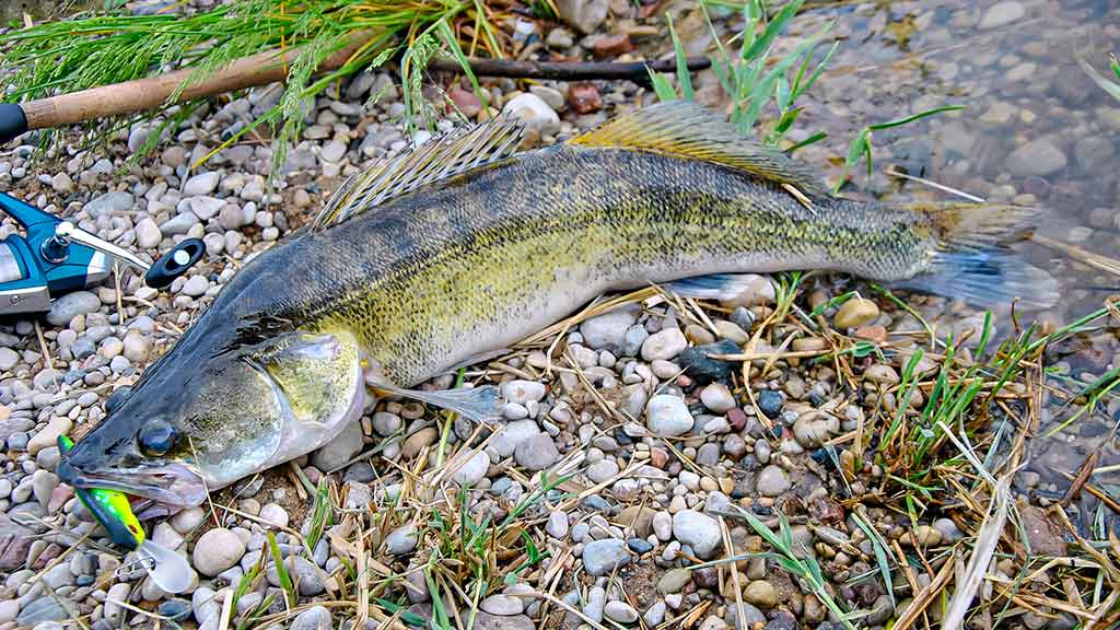 Išsamiai apie membranines bridkelnes. Trečia dalis