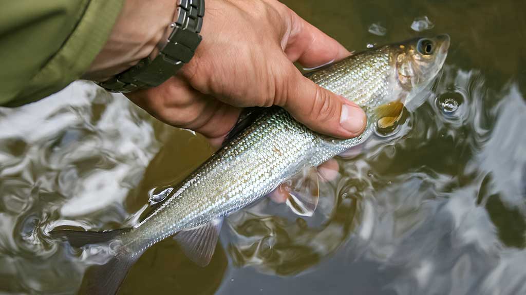 Kas upelyje gyvena. Pirma dalis
