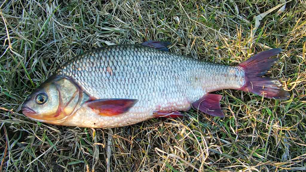 Vandens džiunglių labirintuose. Negiminingi, bet labai panašūs Vandens džiunglių labirintuose. Negiminingi, bet labai panašūs