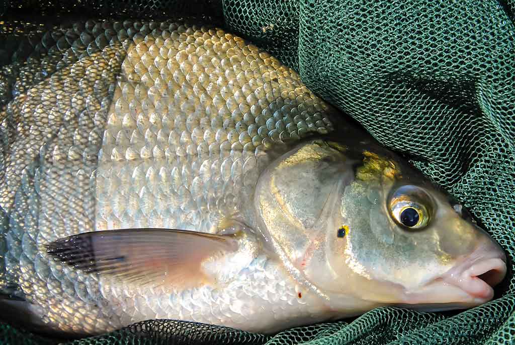 Meškeriojimas plūdine, kur gilu ir sraunu. Antra dalis