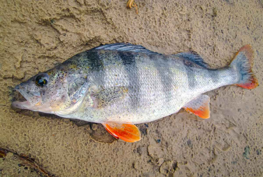 Paprastą spalio dieną prie Nevėžio. Pirma dalis Paprastą spalio dieną prie Nevėžio. Pirma dalis