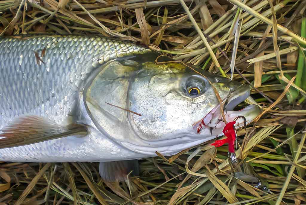 Ne tik salatiniai delikatesai. Antra dalis Ne tik salatiniai delikatesai. Antra dalis