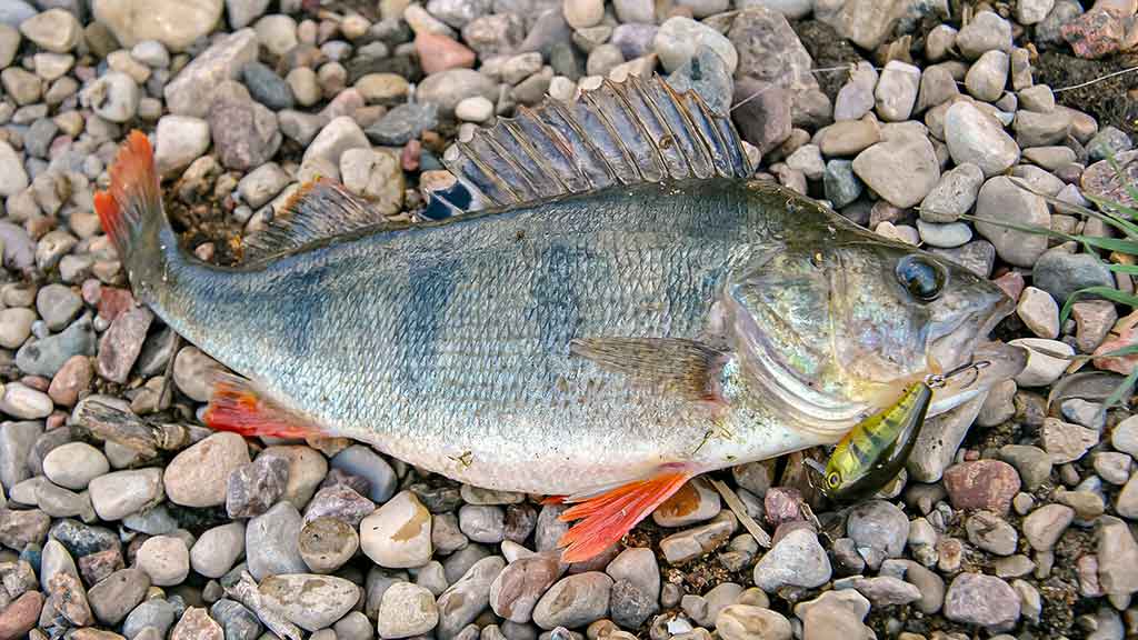 Išsamiai apie membranines bridkelnes. Antra dalis Išsamiai apie membranines bridkelnes. Antra dalis