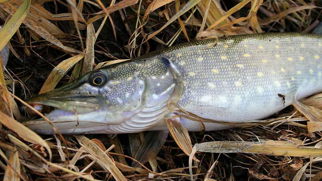 Paskutinės katino dienos Paskutinės katino dienos