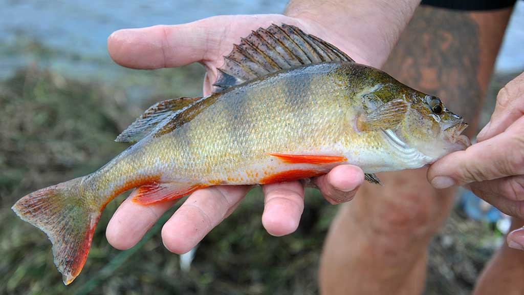 Ar sunku išmokti spiningauti? Pirma dalis Ar sunku išmokti spiningauti? Pirma dalis