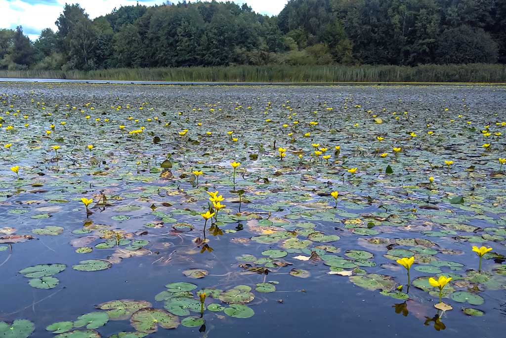 Vandens džiunglių labirintuose. Negiminingi, bet labai panašūs Vandens džiunglių labirintuose. Negiminingi, bet labai panašūs