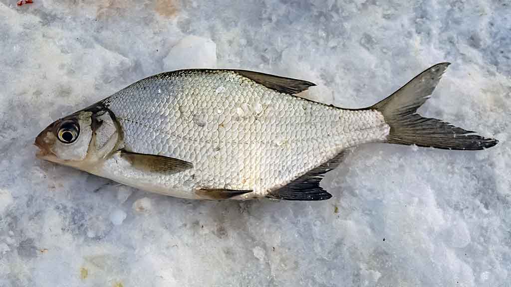 Šiek tiek kitaip apie karšių jaukinimą