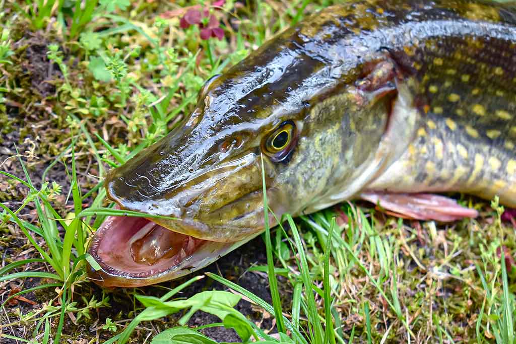 Maži masalai didelei žuviai. Antra dalis Maži masalai didelei žuviai. Antra dalis
