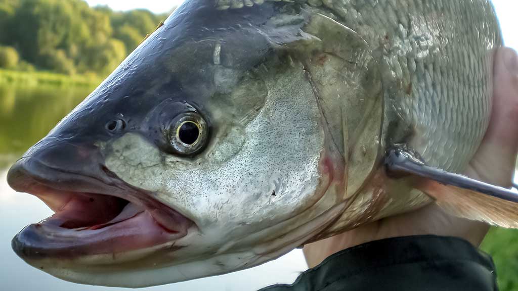 Pasvarstymai apie salačius ir juos gaudančius žvejus