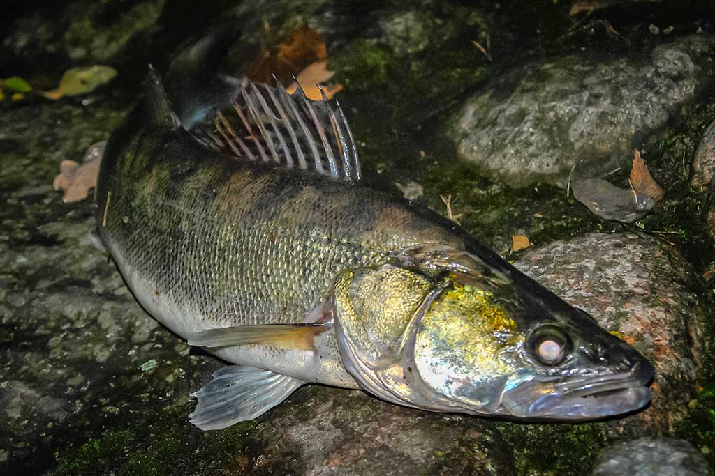 Neįprasta vasara. Antra dalis