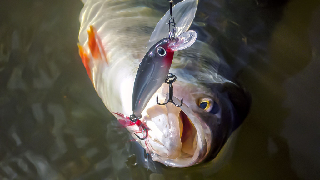 Vobleris po mikroskopu – liežuvis ir kilpa. Trečia dalis