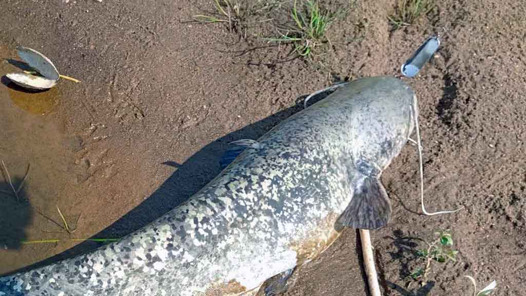 Kaip pagauti lydeką? Kaip pagauti lydeką?