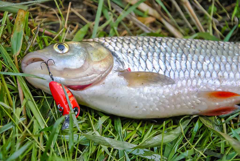 Tiny – kryptis į srovės širdį. Trečia dalis