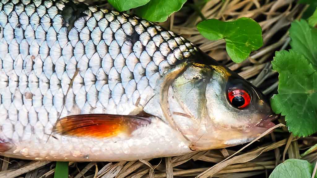 Kaip išsirinkti boloninę meškerę Kaip išsirinkti boloninę meškerę