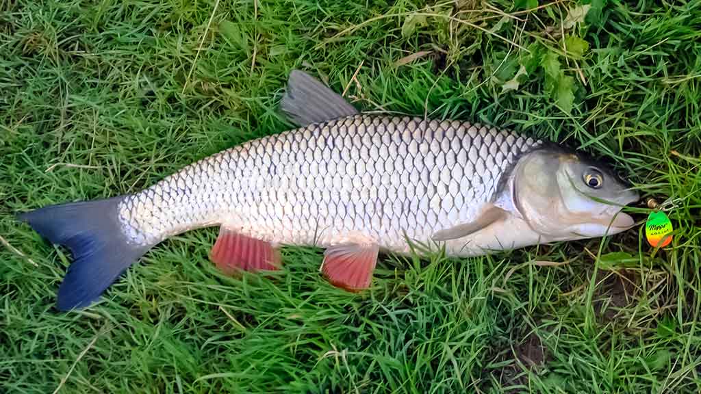 Sukis, lapeli, sukis... Apie lydekas, šapalus ir meknes