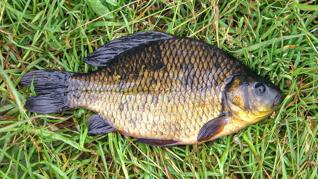 Vandens džiunglių labirintuose. Negiminingi, bet labai panašūs Vandens džiunglių labirintuose. Negiminingi, bet labai panašūs