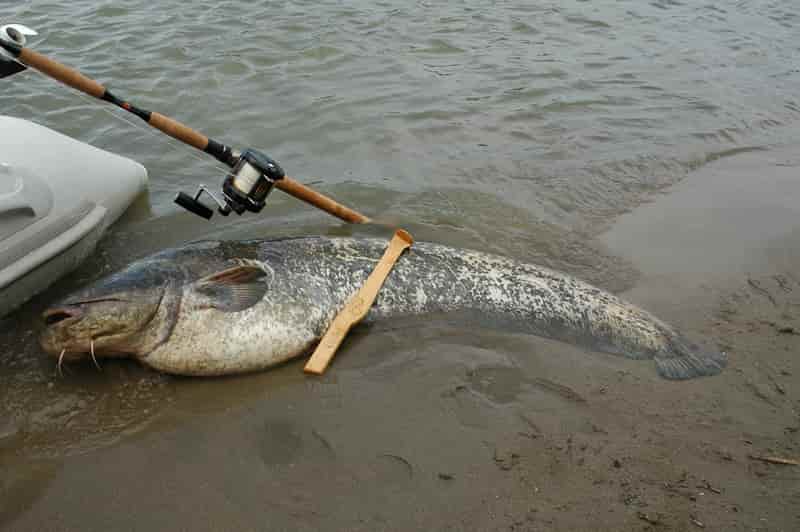 Kai kurios plėšrūnių rūšys labiau nei kitos reaguoja į didelę vibraciją. Viena tokių – šamas