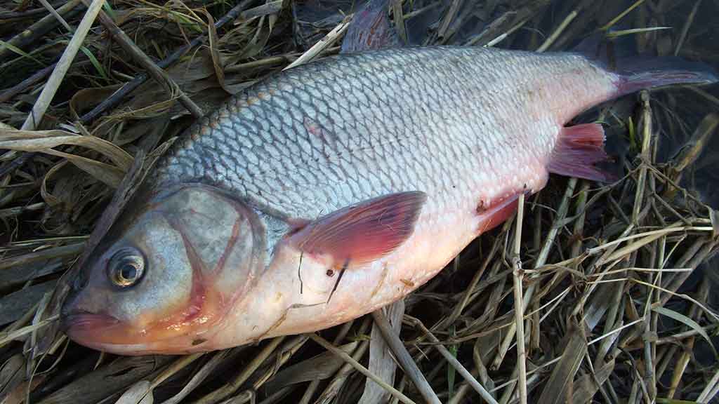 Reabilituokime plūdine upėse. Antra dalis