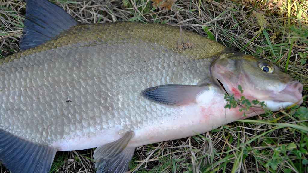 Reabilituokime plūdinę upėse. Pirma dalis Reabilituokime plūdinę upėse. Pirma dalis