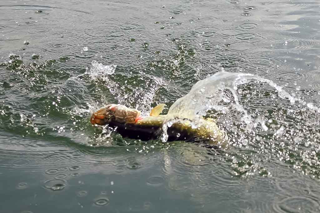 Žuvys klaidų nedovanoja