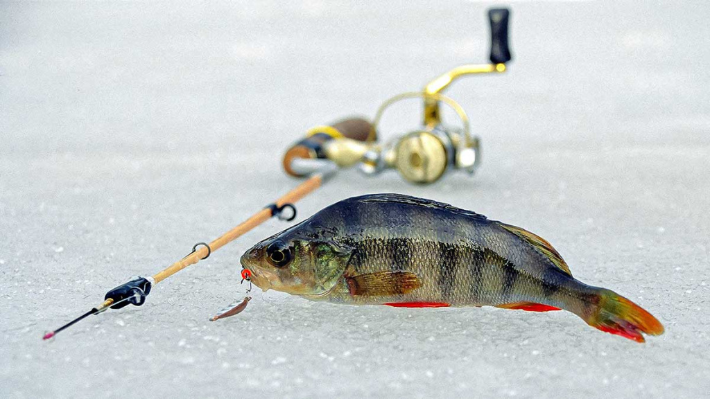 Kaip pagauti ešerį? Kaip pagauti ešerį?