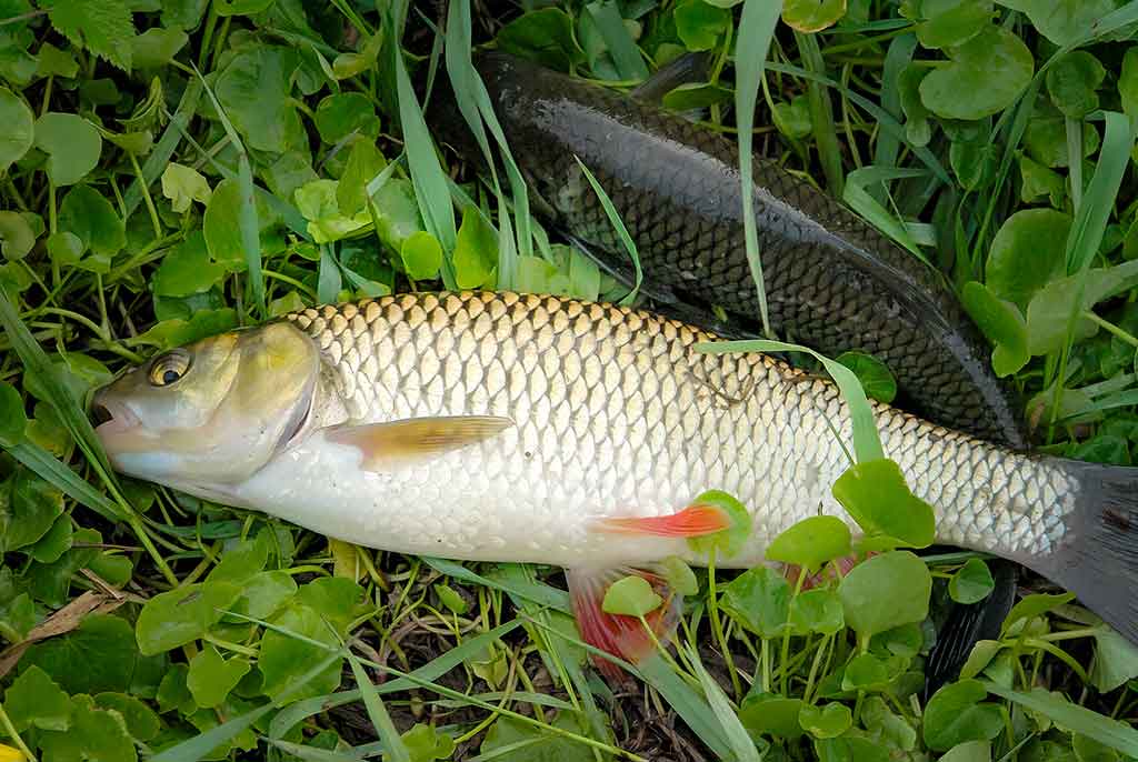 Primirštas geras masalas. Pirma dalis