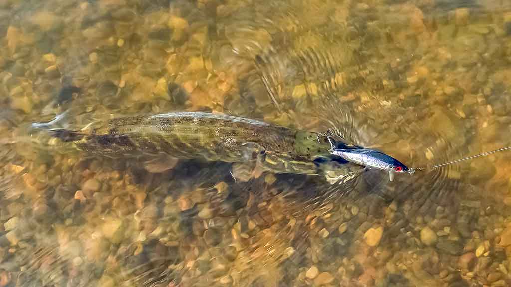 Vidutinio dydžio upės ir lydekų gaudymas