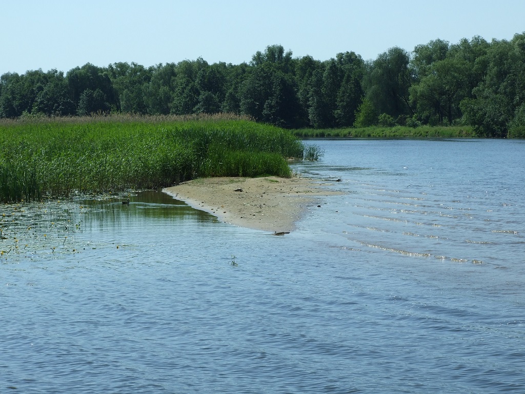 Vasarai persiritus į antrą pusę, ešeriai dažnai medžioja protakose ir senvagėse, kur telkiasi šiųmetis mailius