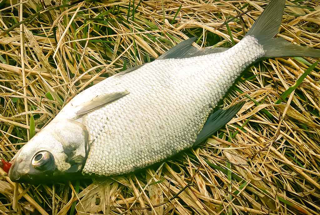 Didelė mažų svarelių reikšmė. Pirma dalis