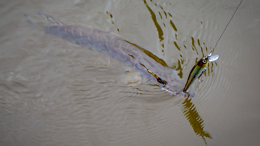 Šiek tiek minčių apie voblerius ir jų pravedimo techniką