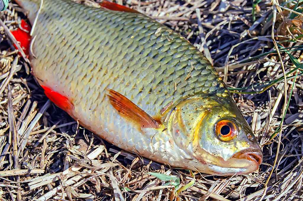 Straipsnis: Švento Petro gimtinėje. Antra dalis