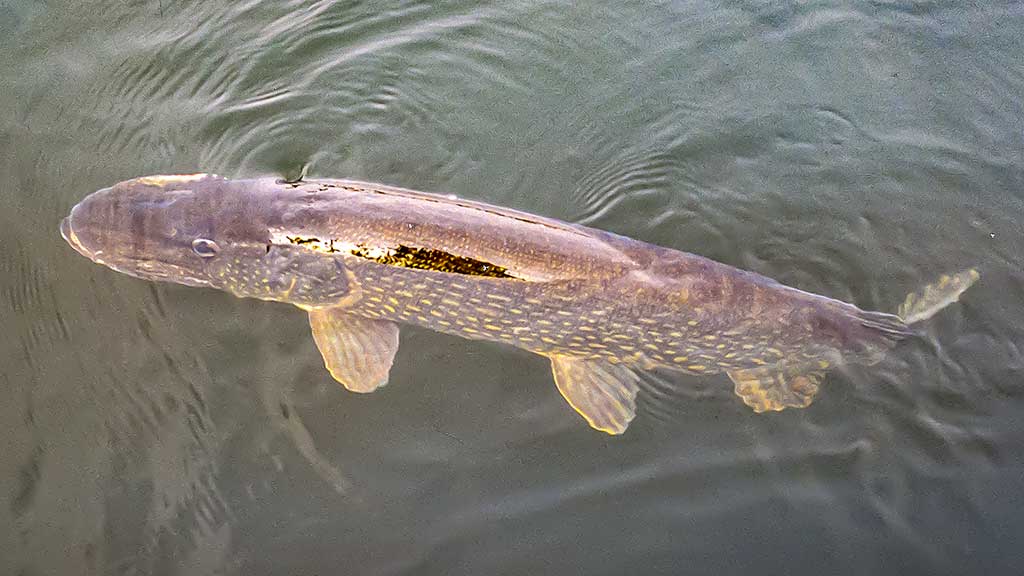 Balza, plastikas, abachi ir didelės lydekos. Pirma dalis Balza, plastikas, abachi ir didelės lydekos. Pirma dalis