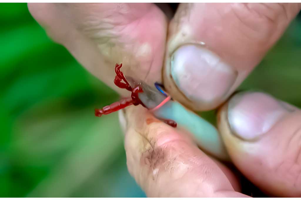 Kaip ant kabliuko užmauti uodo trūklio lervas Kaip ant kabliuko užmauti uodo trūklio lervas