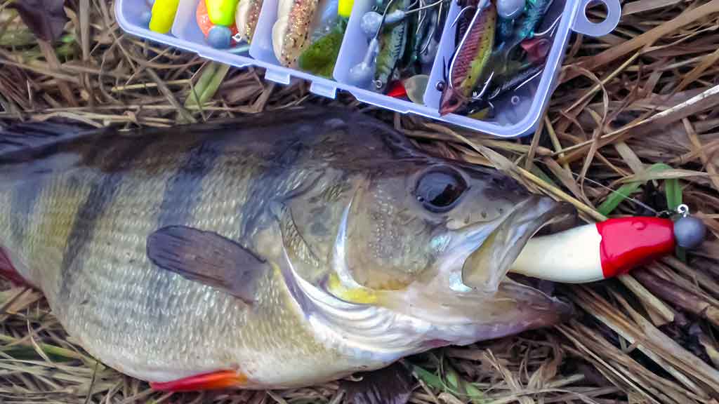 Nors ir žvynuotos, bet labai intelektualios Nors ir žvynuotos, bet labai intelektualios