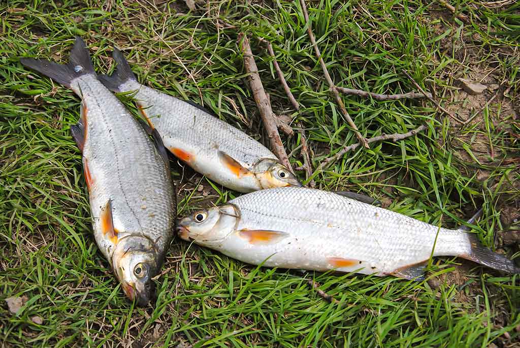 Pirmi ir paskutiniai Dubysos žiobriai. Antra dalis