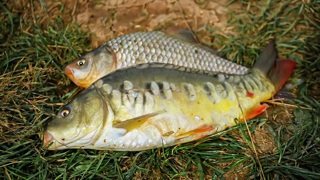 Karosus – dugnine meškere. Pirma dalis Karosus – dugnine meškere. Pirma dalis